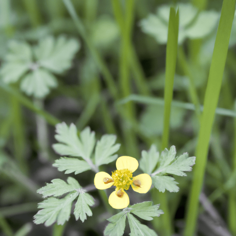 Humilis Of Bisignano