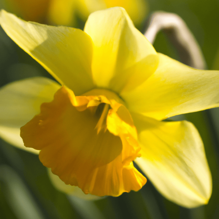 Narcissus