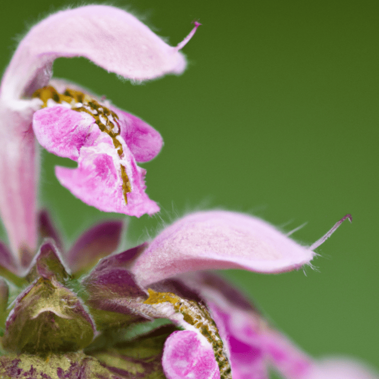 Stachys The Apostle